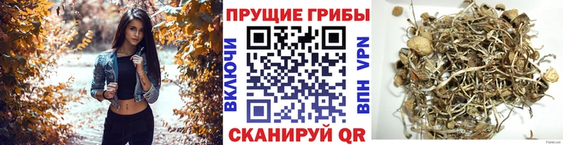 что такое   Ангарск  Псилоцибиновые грибы прущие грибы 